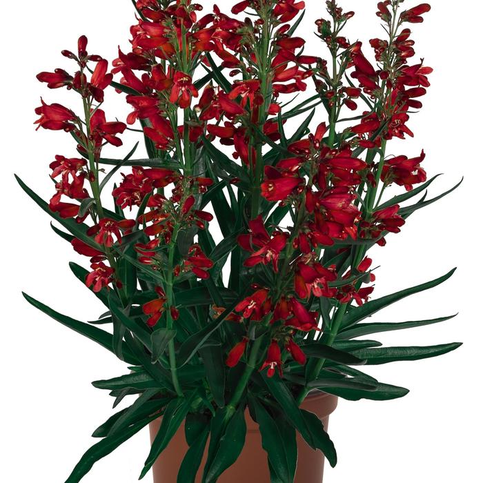 Pristine Scarlet Penstemon - Penstemon barbatus from Berwyn Plants