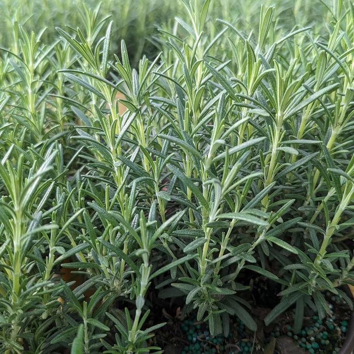Arp Rosemary - Salvia rosmarinus 'Arp' from Berwyn Plants