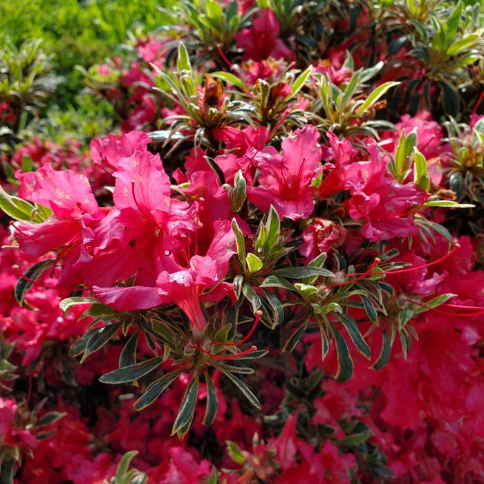 Silver Sword Azalea - Rhododendron Girard Hybrid from Berwyn Plants