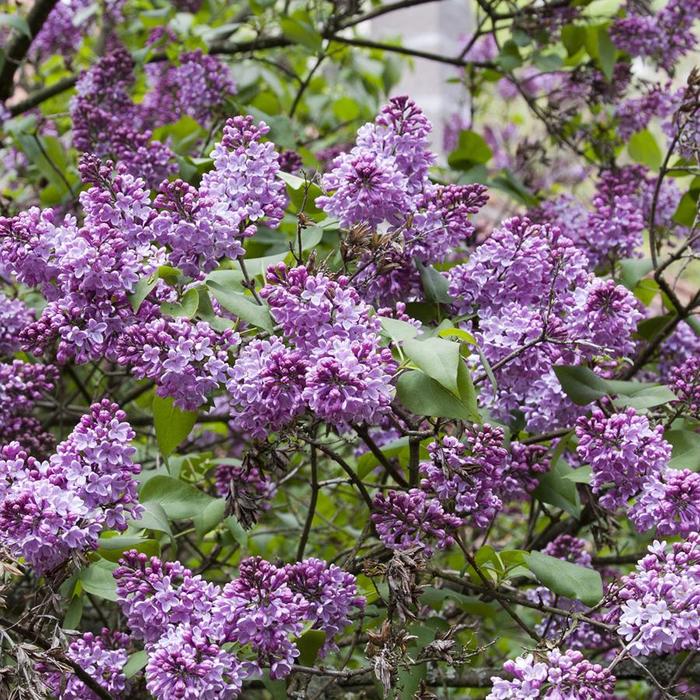 Common Purple Lilac - Syringa vulgaris from Berwyn Plants