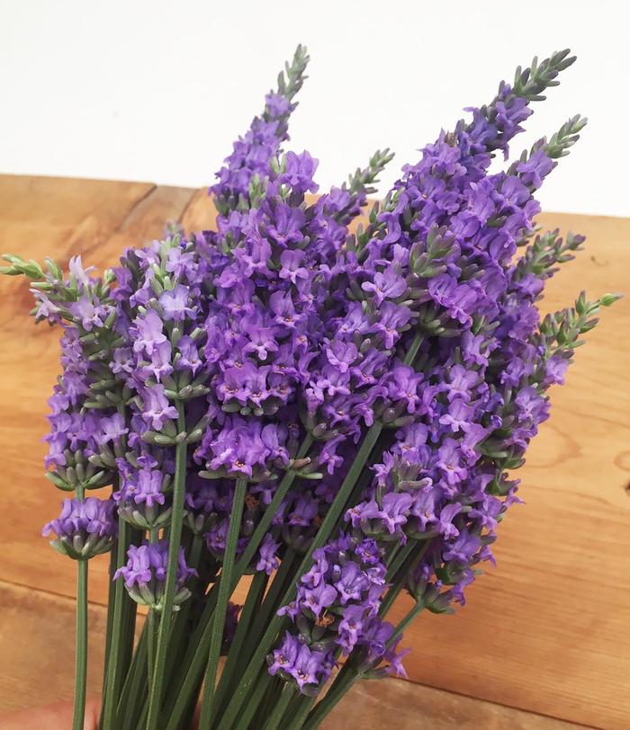 Sensational!&trade; Lavender - Lavandula x intermedia 'Tesseract' from Berwyn Plants