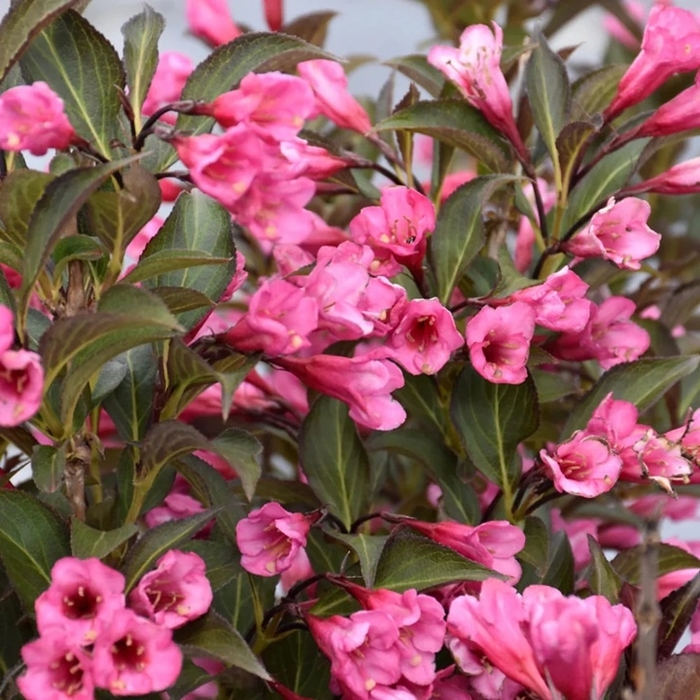 Alexandra Weigela - Weigela florida 'Alexandra' from Berwyn Plants