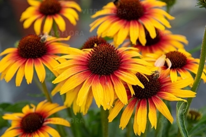 Fine Feathered&trade; Parrot Coneflower - Echinacea purpurea from Berwyn Plants