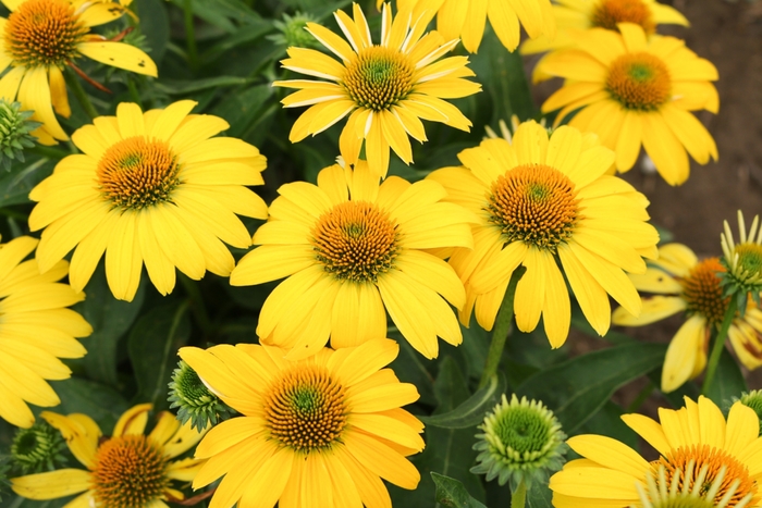 Sombrero&reg; Lemon Yellow Echinacea - Echinacea hybrida from Berwyn Plants