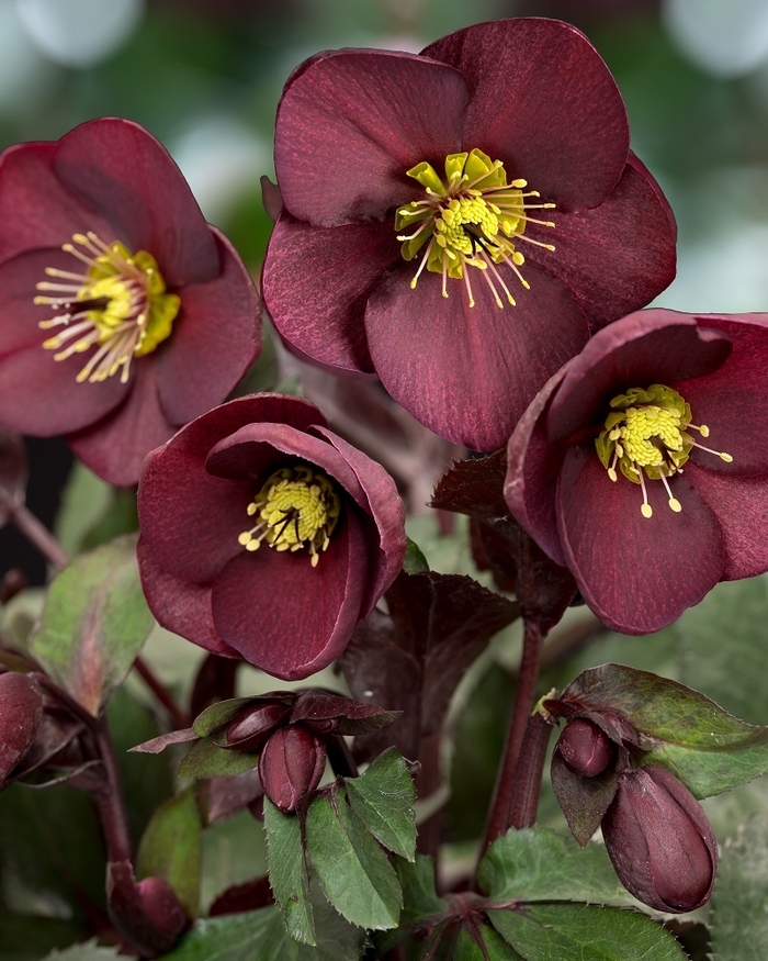HGC&reg; Ice N' Roses® Merlot Hellebore - Helleborus ''COSEH 4700'' from Berwyn Plants
