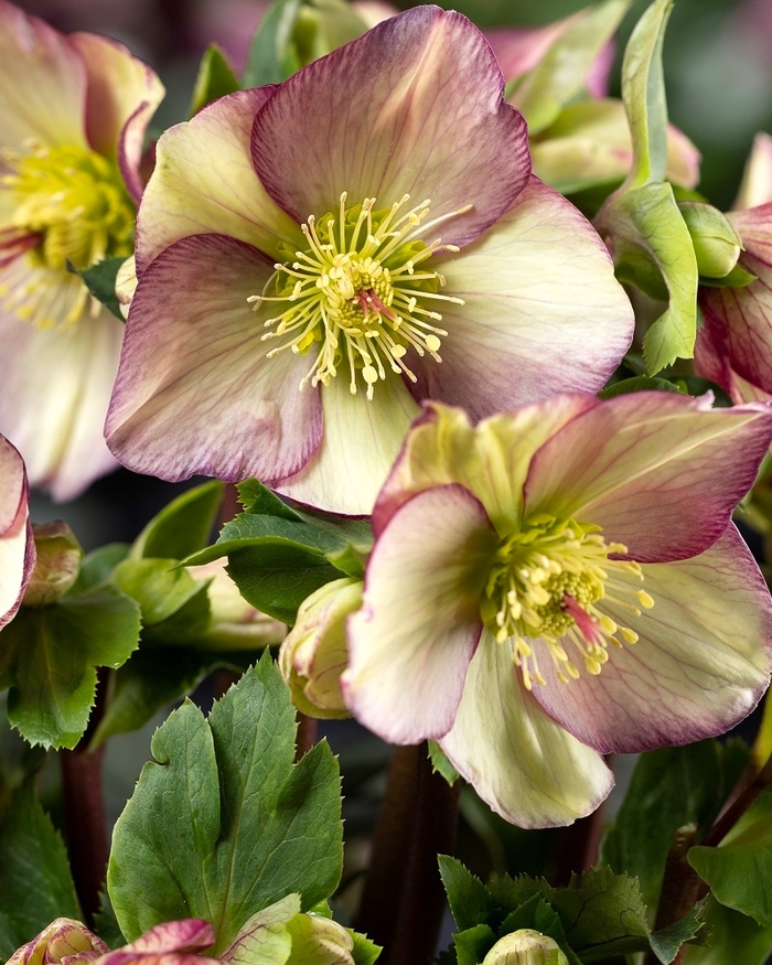 HGC&reg; Ice N' Roses® Purple Sunrise Hellebore - Helleborus ''HG 1428'' from Berwyn Plants