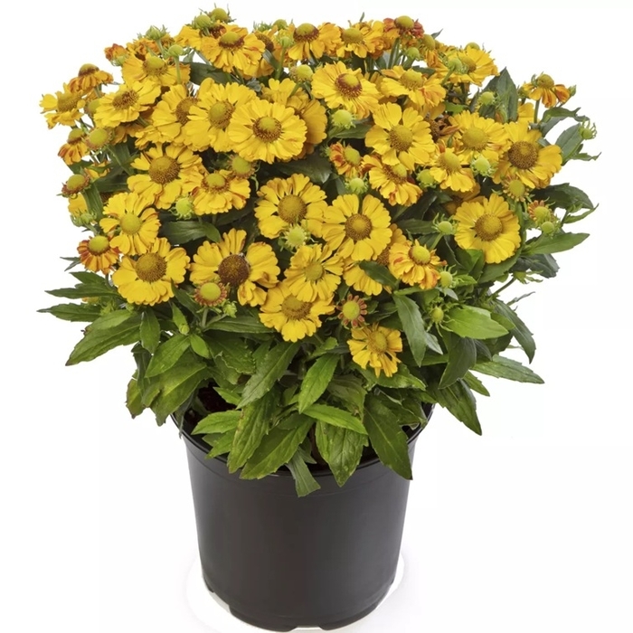 Hayday&trade; Gold Bicolor Helenium - Helenium autumnale from Berwyn Plants