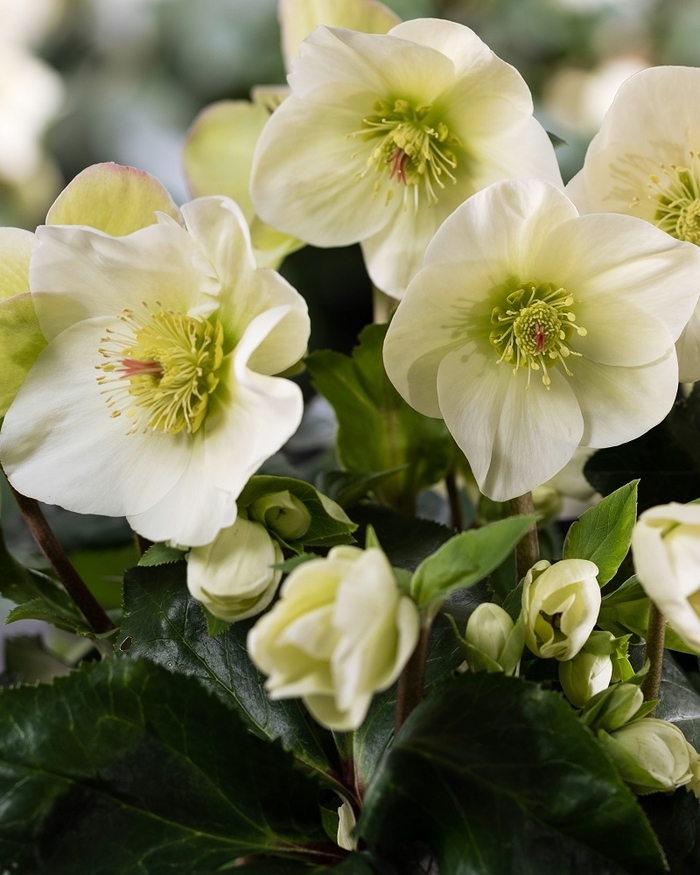 HGC&reg; Ice Breaker&reg; Lemony Hellebore - Helleborus x nigercors 'HF 1114' from Berwyn Plants
