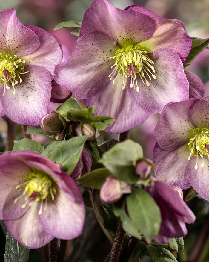 HGC® Ice N' Roses® Pink Promise Hellebore - Helleborus x ericsmithii 'HG 1412’ from Berwyn Plants