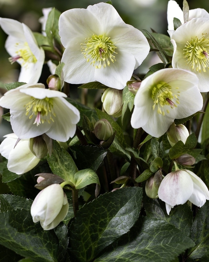 HGC® Ice N' Roses® Mia Marble Hellebore - Helleborus x ballardiae 'HM 1222' from Berwyn Plants