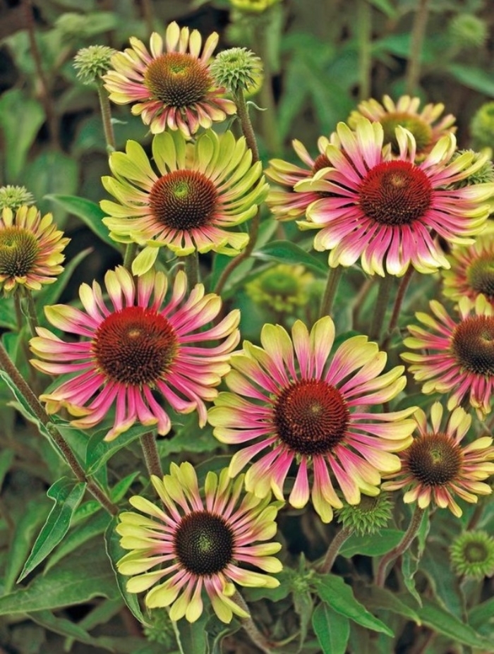 Green Twister Echinacea - Echinacea purpurea 'Green Twister' from Berwyn Plants