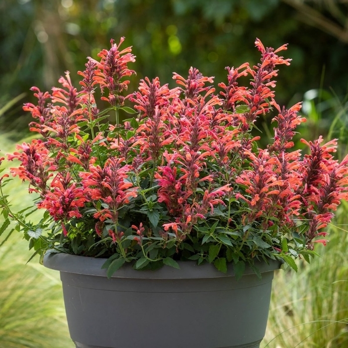 Sunrise&trade; Red Agastache - Agastache from Berwyn Plants