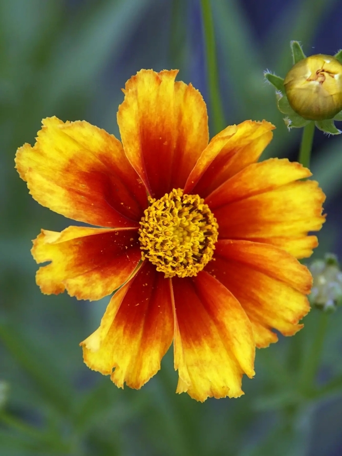 L'il Bang&trade; Firewheel Coreopsis - Coreopsis x 'Firewheel' from Berwyn Plants