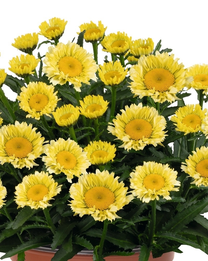 Sweet Daisy&reg; Izabel Shasta Daisy - Leucanthemum x superbum 'Izabel' from Berwyn Plants
